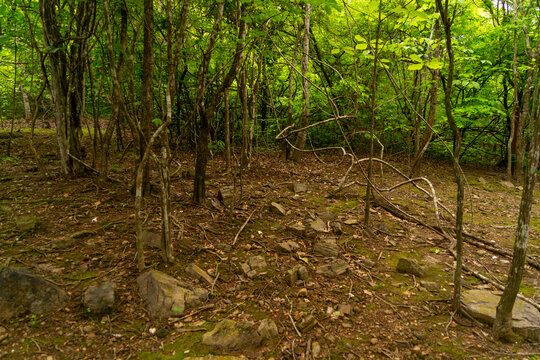 Petrified forest of Puyango, located in Ecuador