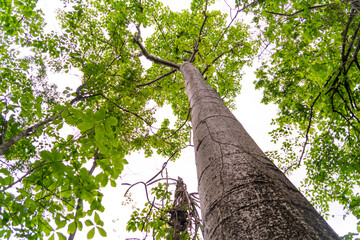 Fototapeta premium Giant Ceiba trees in a jungle forest