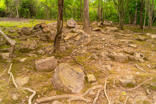 Petrified forest of Puyango, located in Ecuador