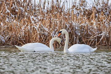 Mute swans swimming in a pond in the winter season (Cygnus olor)