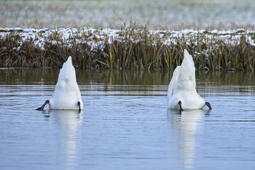 Mute swans diving for food in a pond in the winter season (Cygnus olor)