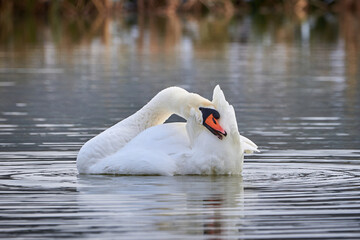Mute swans preening feathers (Cygnus olor)
