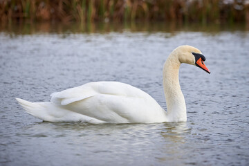 Obraz premium Mute swan swimming in a pond in the winter season (Cygnus olor)
