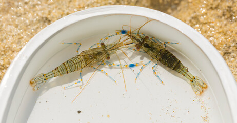 Palaemon elegans sometimes known by the common name rockpool shrimp, is a species shrimp of the family Palaemonidae.