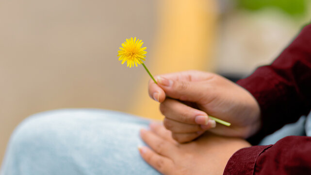 Close-up of a woman's hands delicately holding a yellow flower while sitting on a park bench in spring