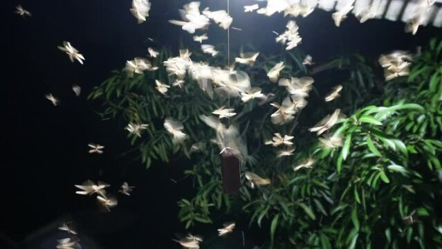 Life cycle Flying termite swarmer during mating season in 4K Video.