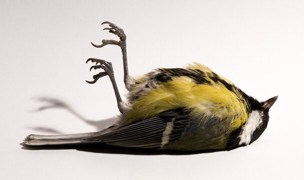 Great tit (Parus major) is a passerine bird in the tit family Paridae. A dead bird on a white background.