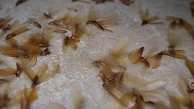 Flying termites swarmer on the floor find partner to mate in 4K Video.