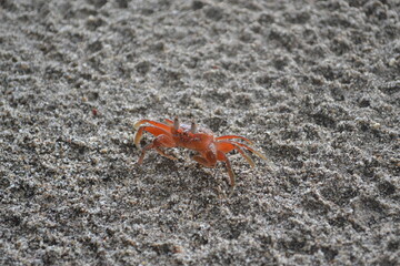 crab in the sand