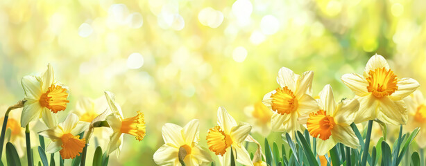 Fototapeta na wymiar Beautiful daffodils flower banner