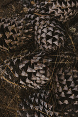 Pine Cones