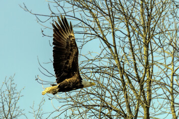 The Bald eagle (Haliaeetus leucocephalus) in flight