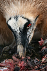 A vulture eats parts of a rat outside.