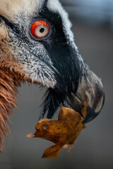 The eagle-vulture holds a leaf in its beak.