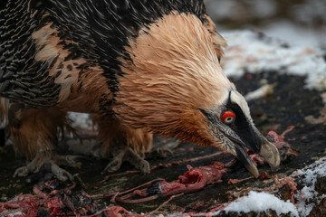 A vulture eats parts of a rat outside.
