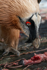 Fototapeta premium A vulture eats parts of a rat outside.