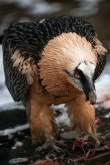 A vulture eats parts of a rat outside.