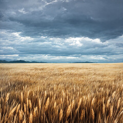 悪天候の小麦畑 - obrazy, fototapety, plakaty