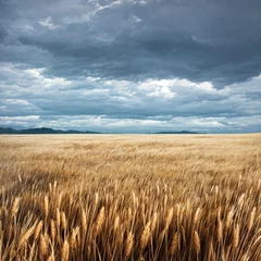 Foto op Canvas 悪天候の小麦畑 © nksse