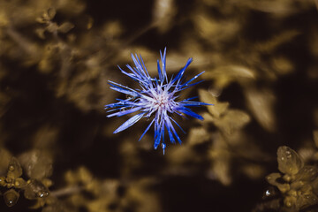 Wild flowers at Tuscany - Meadow - Italy