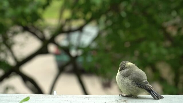 A baby tit bird waits to regain strength for its next flight attempt. One of the tit bird parents flies back to feed this adorable creature, displaying tender care and nurture.
