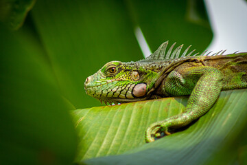 Green iguana on a banana leaf in Costa Rica, Central America
