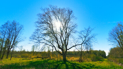 Fototapeta premium Spring tree