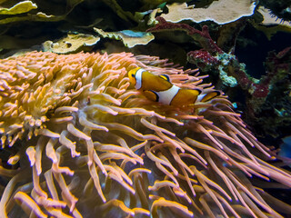 Symbiotic Serenity: Clownfish Embrace in the marine world