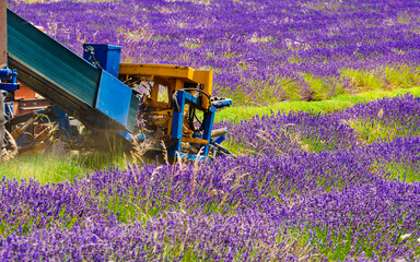 Tractor working on lavender field. Harvest time