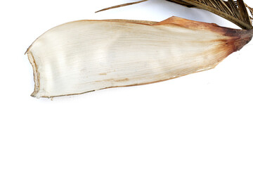 Betel nut leaf sheath on white background.
