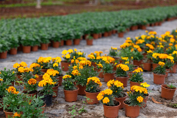 Many flower pots with blooming small-flowered marigolds stand in greenhouse