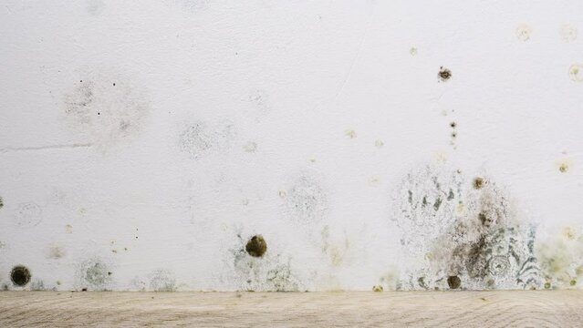Mould and fungus growth on wall surface. Problem of ventilation and dampness in home interior.