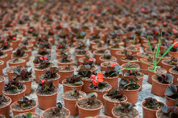 Many flower pots with blooming evergreen begonias stand in greenhou