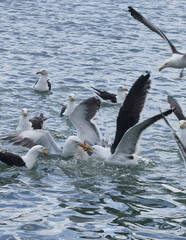Gaviotas del puerto de Colonia, Montevideo, Punta del Este, peleando por un pescado