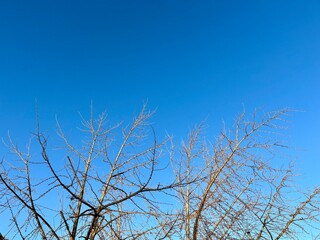 冬の朝の青空と木の写真素材　4:3
