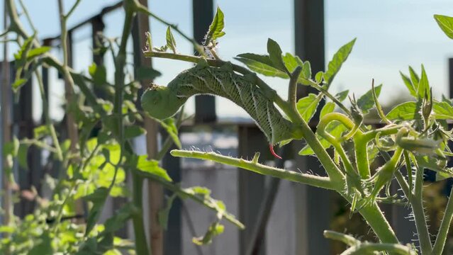 Tomato hornworm, also known as five-spotted hawkmoth or Manduca quinquemaculata, feeding on a tomato plant in a garden.  Common garden pest found on tomato plants in North America.