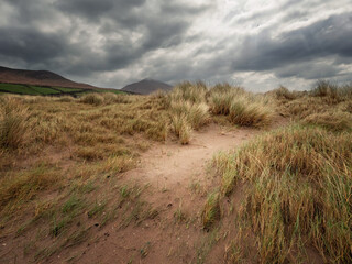 Tall grass on sand dunes and mountains in the background and dark dramatic sky. Wild Irish nature in Inch beach area of county Kerry, Ireland.