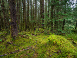 Dense forest with huge amount of green moss. Nature scene background. Nobody.