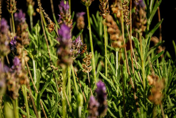 La abeja y la lavanda