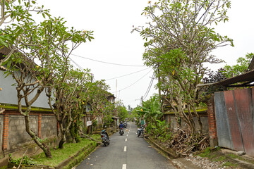 An asphalt road through the green jungle. Traveling during the day