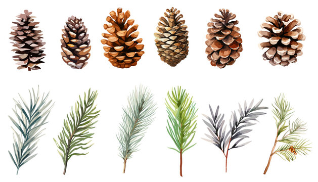 Watercolor pine and pine corn  branches clipart collection.  Isolated on white background vector illustration set. 