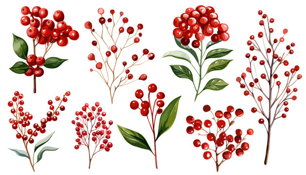Watercolor red berries branch vector  clipart collection.  Isolated on white background vector illustration set. 