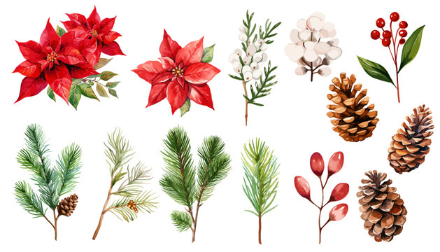 Watercolor holiday plants, poinsettia and pine corn  branches clipart collection.  Isolated on white background vector illustration set. 