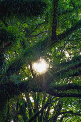 the Sun is peeking through the tree that full of Loranthus plants.