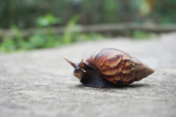Roman Snail (Helix pomatia) on piece of road