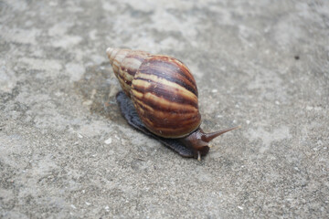 Roman Snail (Helix pomatia) on piece of road