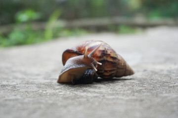 Roman Snail (Helix pomatia) on piece of road