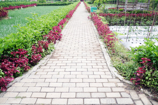 Environmentally friendly paving path with healthy plants around it - Environmentally friendly eco-paving