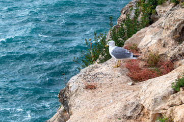 Seagull on top of the rock.
