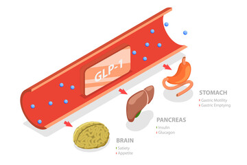 3D Isometric Flat  Conceptual Illustration of Glucagon-like Peptide-1, Digestive Hormones - obrazy, fototapety, plakaty